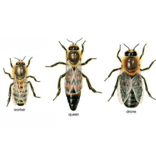 Types Of Honey Bee
